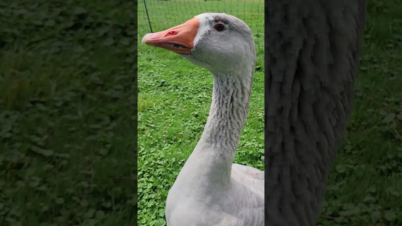 Plop's First Birthday!