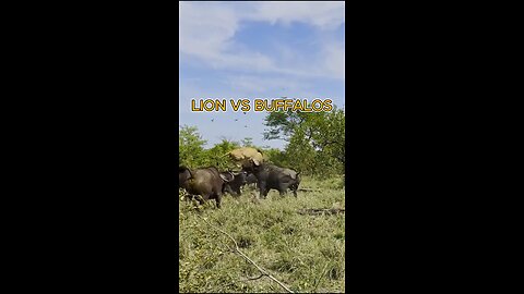 Lion tells wives to hide while he fight buffalos