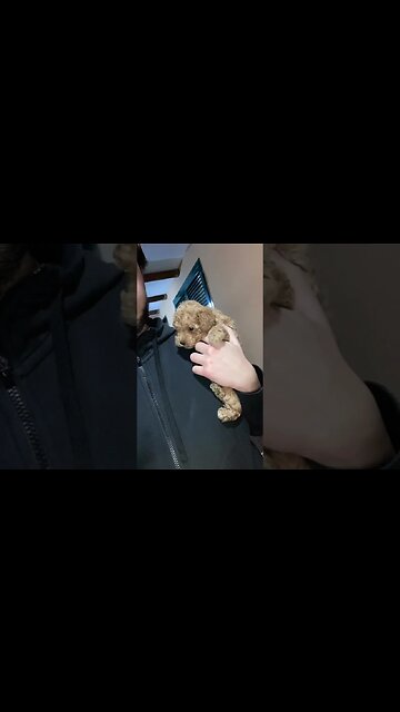 Baby dog Cut funny #youtubeshorts