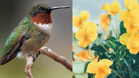 humming bird lands in hand for food, in slow-mo
