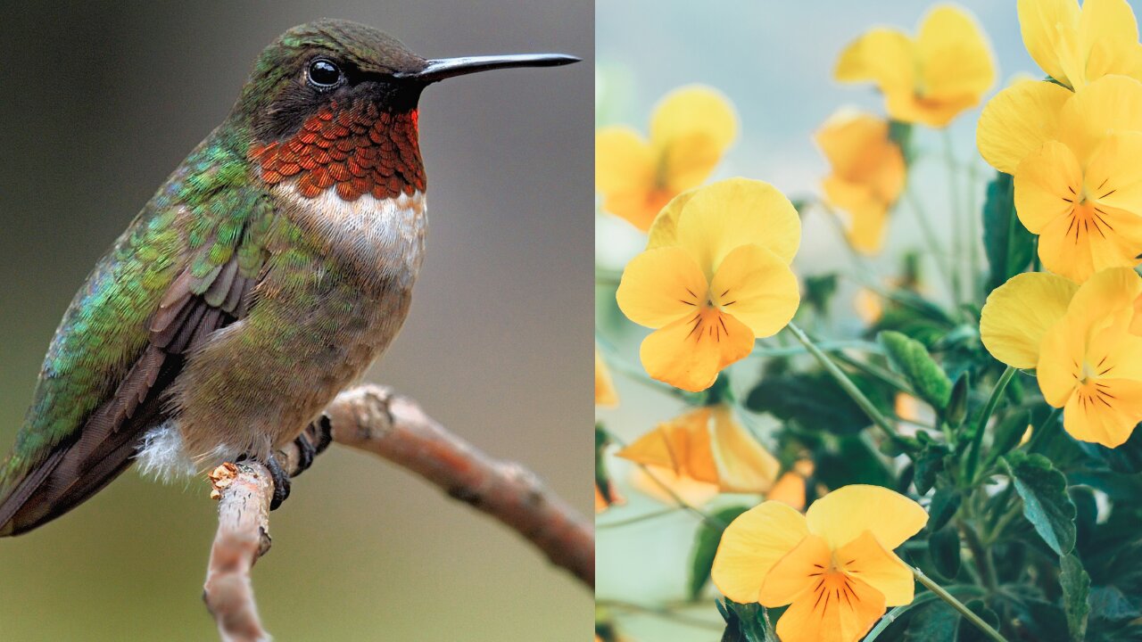 humming bird lands in hand for food, in slow-mo