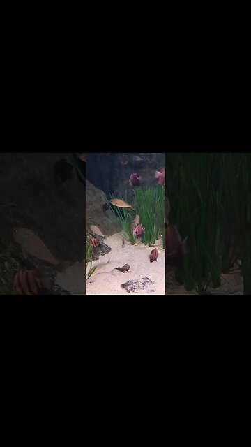 Tiny fish Pineknoll shores aquarium