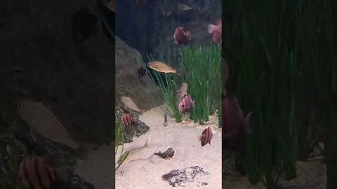 Tiny fish Pineknoll shores aquarium
