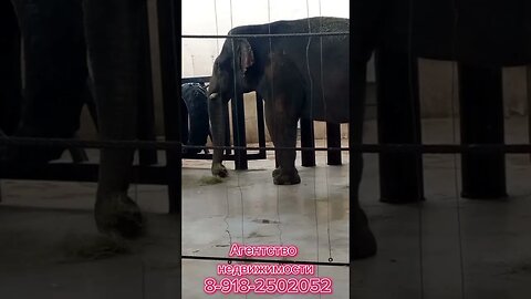 Переезд на юг России/ Ростовский зоопарк/ Обзоры Каневской/ ЛЮБЫЕ СДЕЛКИ С НЕДВИЖИМОСТЬЮ #shorts