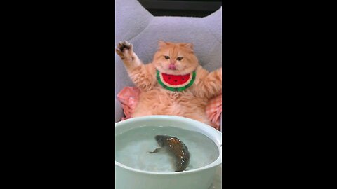 funny cat 😺cooking fish🐟