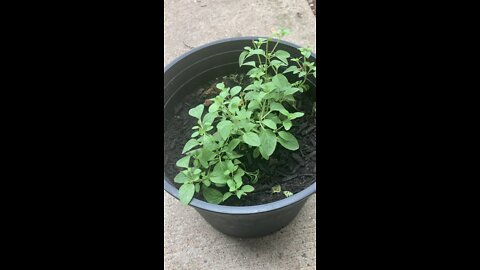 Give Oregano a Try!