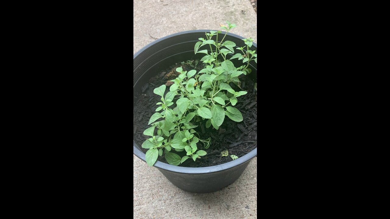 Give Oregano a Try!