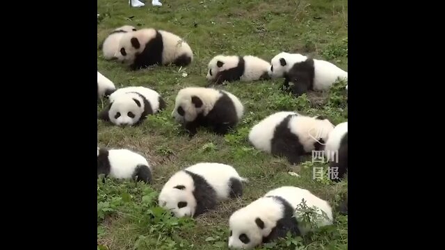 funny animal video 🤣