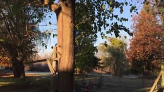 Oletko koskaan nähnyt jäätyneiden lehtien putoavan puusta?