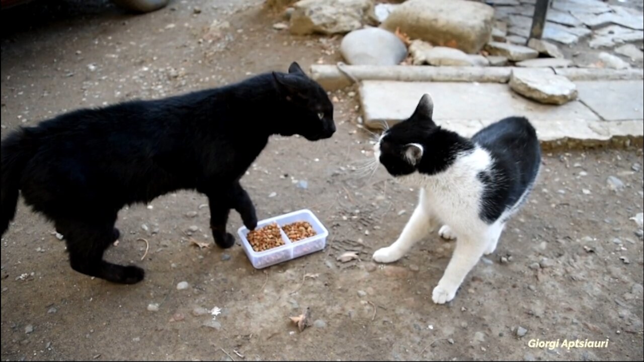 Two rambunctious cats fighting with each other for food !! ( Warning : use headphones )