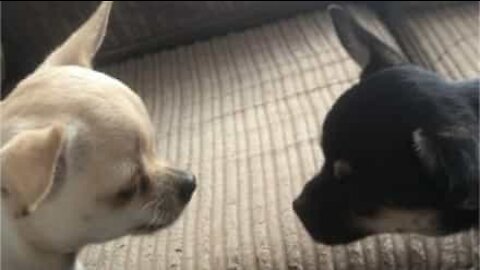 Chihuahua tem o latido mais fofo de todos