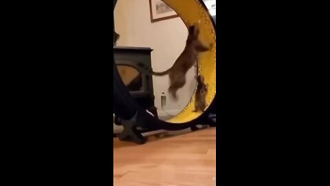 Funny cat Endless Lol 😂