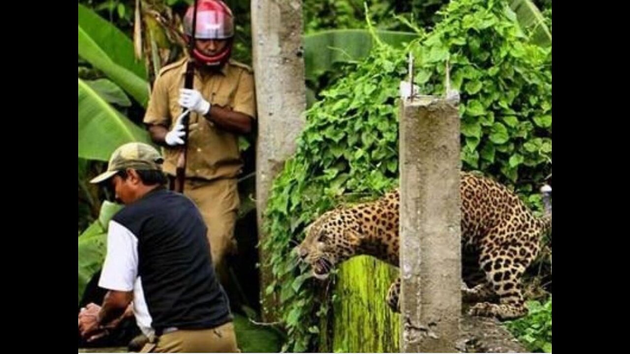 LEOPARD PRANK! - In Camden Town!
