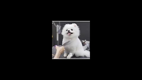 Sweet dog very funny ####video #=cute 🐶