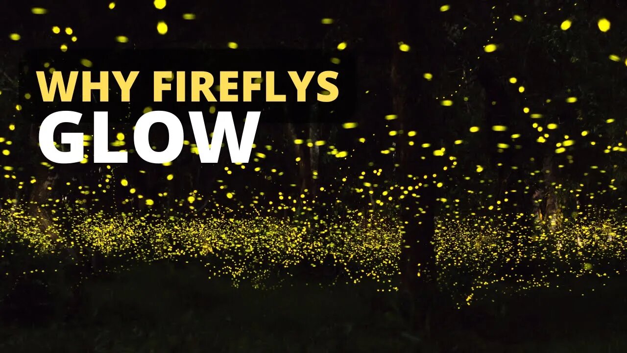 Why Fireflies Glow and How They Communicate