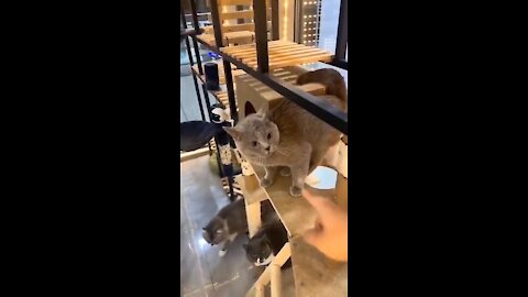 Yaya-speaking cute cat
