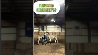 Drumming for Donkeys
