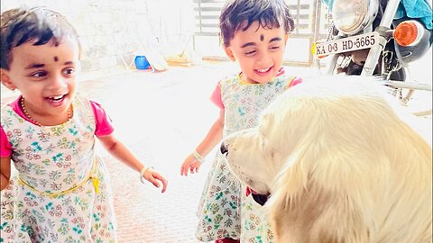 Unni , Vava and Ghost #goldenretriever #viral