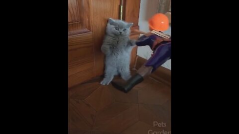 Cute Cats And Funny Dogs Videos Compilation