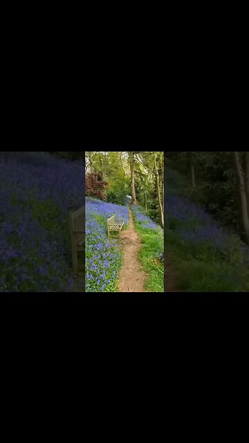 Nearly half of the world's bluebells are found in the UK...