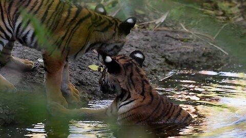 Tiger Cubs Oct 2020 - Braman Motorcars