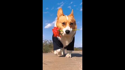cute dog dance little