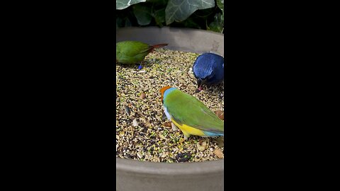 tropical aviary birds
