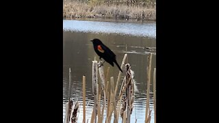 Bird gives me it’s opinion