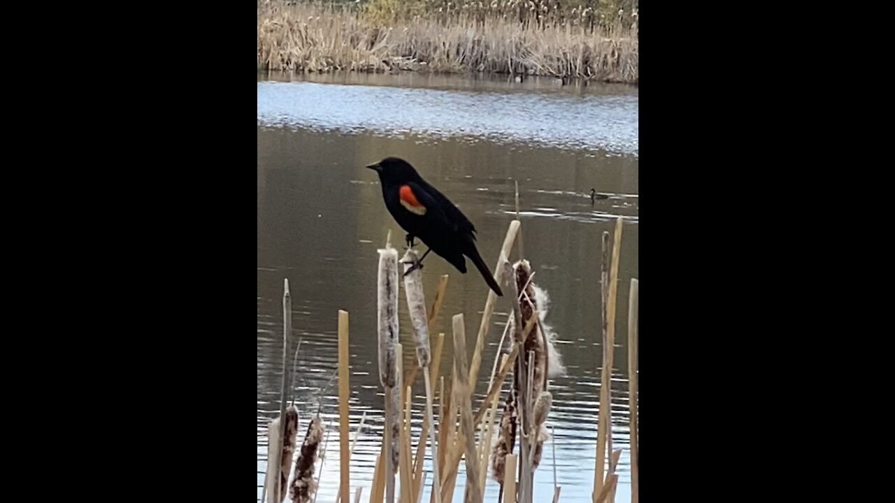 Bird gives me it’s opinion