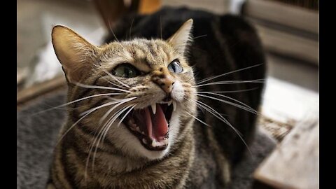 Cute cats fighting Rock Balboa style. Check out!