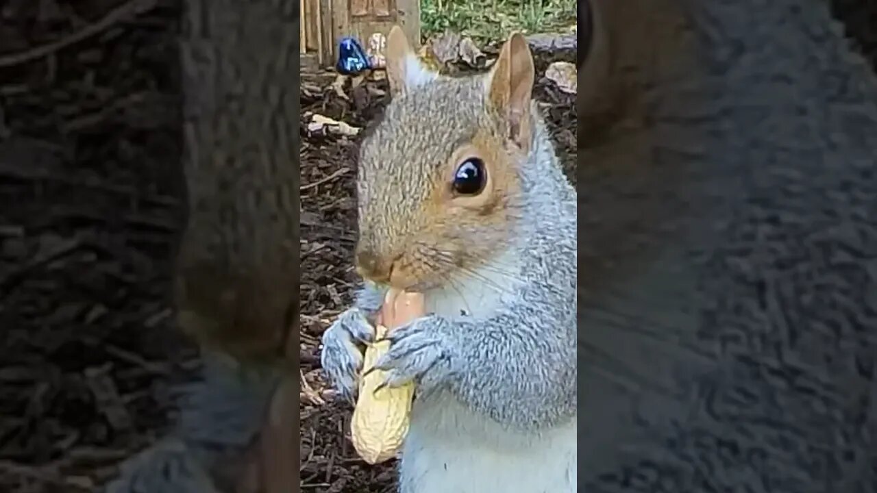 Like a Fast Food Burrito #funnyanimals #animals #shorts