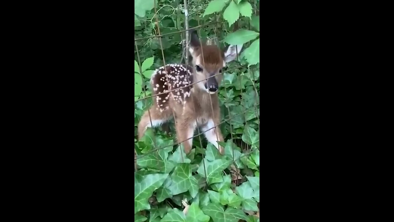 Cute Animal