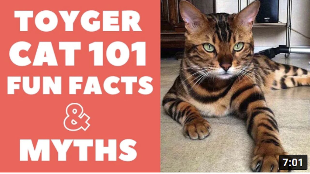 Toyger Cats 101 : Fun Facts & Myths