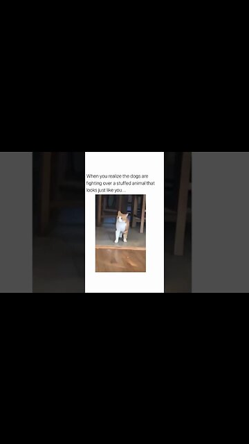 Funniest Dogs on Socials Part 4 #shorts #funniestdogs #dogshorts