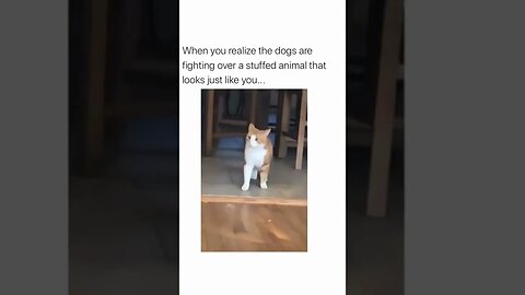 Funniest Dogs on Socials Part 4 #shorts #funniestdogs #dogshorts