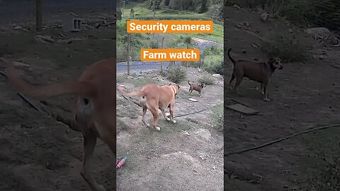 Farm cam: monitoring animals