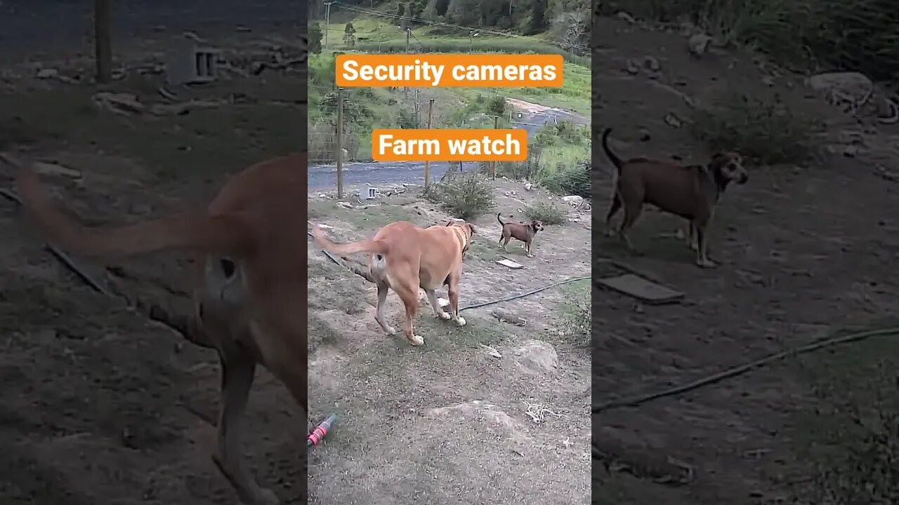 Farm cam: monitoring animals