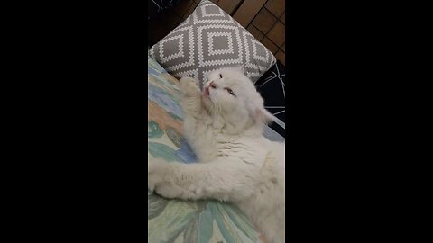 cat 😺