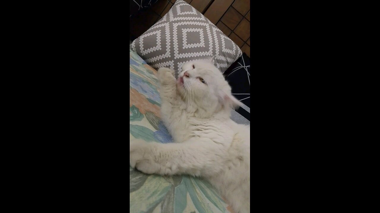 cat 😺