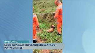 Materlândia: Lobo-guará atropelado é resgatado por Militares.