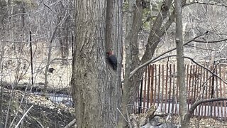 Red Bellied Wood Pecker
