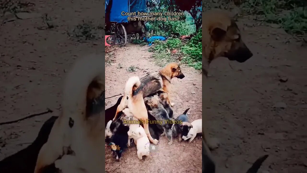 Breast Feeding Baby Dog Cute Puppy Mother Love Animals Funny Videos #shorts #animals #shortsfeed