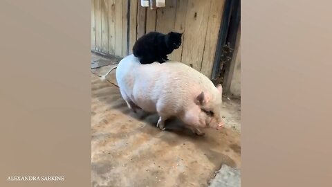 Unlikely Animal Friendships Will Melt Your Heart 🥰 Funny Animals Videos 2024