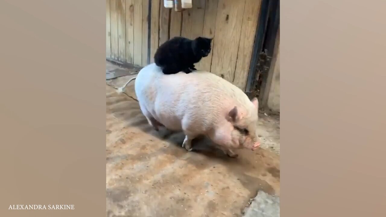 Unlikely Animal Friendships Will Melt Your Heart 🥰 Funny Animals Videos 2024