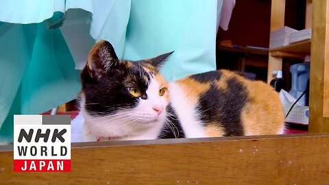 Chichibu: The Great Outdoors with Cats - A Cat's-Eye View of Japan | NE