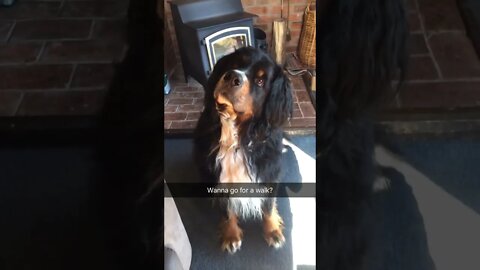 Does Pongo Want To Go For A Walk?