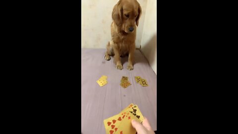 #I fight the landlord with my dog