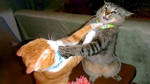 The Most DRAMATIC CATS moments ever! 😂 Funny Cat Video