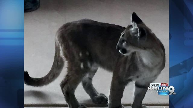 Mountain lion spotted on back porch in Tucson