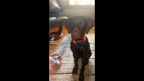 This dog started crying after losing a tooth